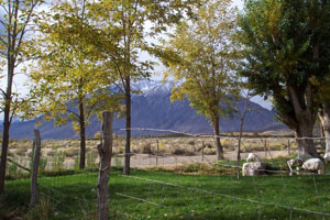 Image gallery